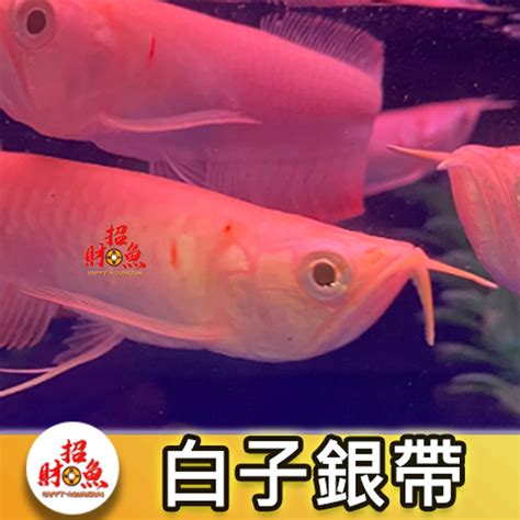 白子銀帶飼養|白子紅銀板 混養大型魚